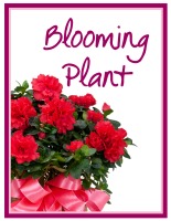 Blooming Plant Deal of the Day