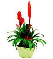 Arrangement of Plants Bromelia