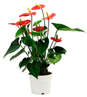 Anthurium Plant