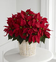 The FTD� Red Poinsettia Basket