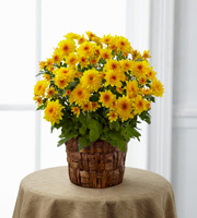 The FTD� Chrysanthemum