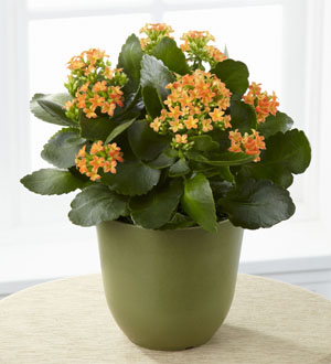 The FTD� Kalanchoe