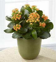 The FTD� Kalanchoe