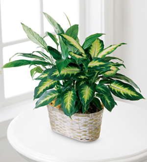 The FTD� Spathiphyllum and Dieffenbachia