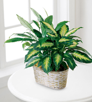 The FTD� Spathiphyllum and Dieffenbachia