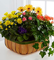 FTD Gentle Blossoms Basket