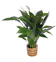 Spathiphyllum Plant