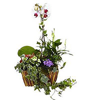 Arrangement of Plants