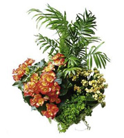 Arrangement of Plants