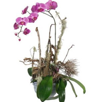 Phalaenopsis