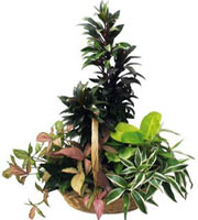 Arrangement of Plants