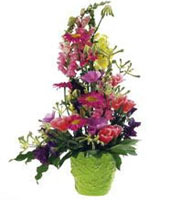 Arrangement of Mixed Cut Flowers