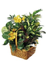 The FTD� A Bit Of Sunshine� Basket