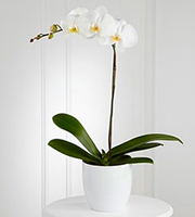 White Orchid Planter