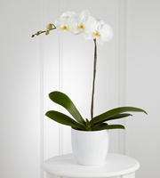 White Orchid Planter