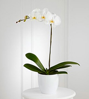 White Orchid Planter