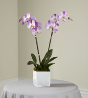 The FTD� Pink Orchid Planter