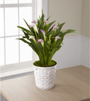 The FTD� Calla Lily Planter