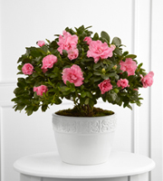 The FTD� Vibrant Sympathy� Planter