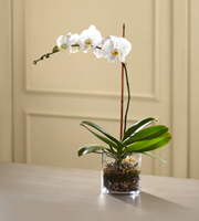 The FTD� White Orchid Planter