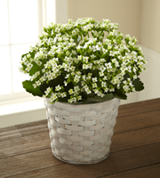 The FTD� White Kalanchoe