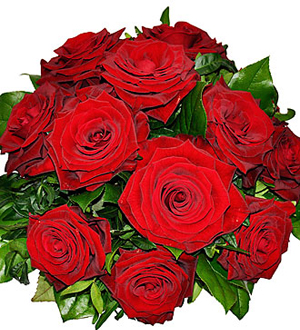 Tantalizing 12 Roses