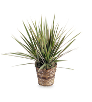 Dracaena Marginata Plant