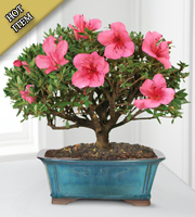 Blooming Azalea Bonsai - 8 inch