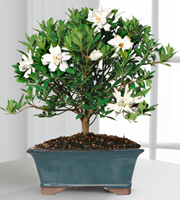 Blossoming Abundance Gardenia Bonsai 8 inch