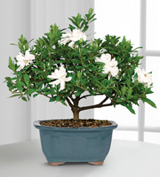 Blossoming Abundance Gardenia Bonsai - 6 inch