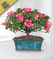 Blooming Azalea Bonsai - 10 inches