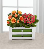 The FTD� Spring Surprises Plant Duo by Better Homes and Gardens� - GOOD