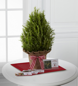 The FTD� Let in the Light Holiday Rosemary Tree & Recipe Cards by Better Homes and Gardens�