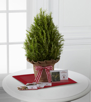 The FTD� Rosemary Tree with Recipe Cards by Better Homes and Gardens�