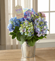 The FTD� Have Fun, Laugh Lots Hydrangea Plant by Hallmark