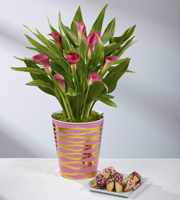 Our Love is Gold Valentine Calla Lily with Chocolate Covered Fortune Cookies