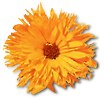 calendula